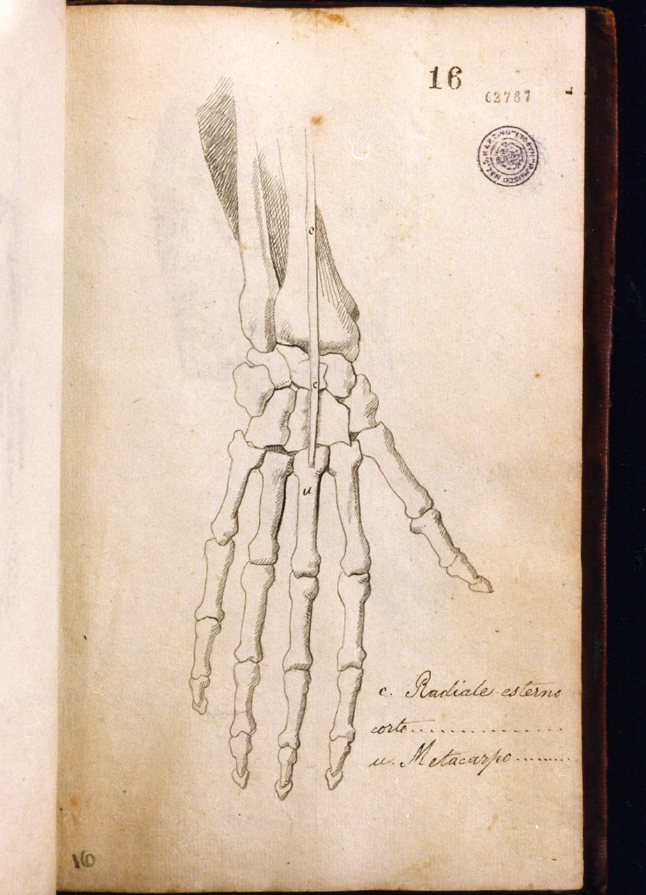 Studio anatomico - Certosa di san Martino, Napoli
